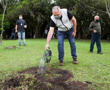 Governo do Estado faz plantio de mudas de araucária. Foto: Ari Dias/AEN