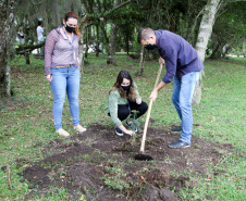 Governo do Estado faz plantio de mudas de araucária. Foto: Ari Dias/AEN