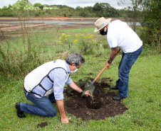 Governo do Estado faz plantio de mudas de araucária. Foto: Ari Dias/AEN