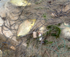 Força-tarefa salva matrizes de peixes e garante repovoamento dos rios. Foto:IAT
