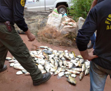 Força-tarefa salva matrizes de peixes e garante repovoamento dos rios. Foto:IAT