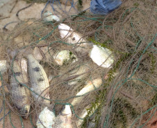 Força-tarefa salva matrizes de peixes e garante repovoamento dos rios. Foto:IAT
