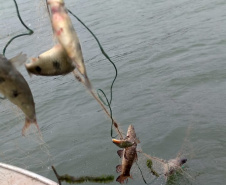 Força-tarefa salva matrizes de peixes e garante repovoamento dos rios. Foto:IAT