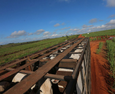 Um convênio entre Itaipu Binacional, Departamento Nacional de Infraestrutura de Transportes (DNIT) e Governo do Paraná vai garantir a execução das obras no trecho paranaense da BR-487, mais conhecida como Estrada Boiadeira. O trecho de 47 km liga os municípios Icaraíma (Porto Camargo) e Umuarama (Serra dos Dourados), no Noroeste do Paraná, e deve estar pronto até início de 2022. 19/11/2020 - Foto: Geraldo Bubniak/AEN