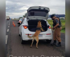 Mais de 500 pessoas são presas e 7 toneladas de maconha e 68 armas apreendidas nas duas etapas da Operação Sinergia. Foto:SESP
