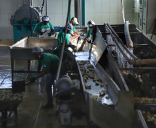 Em Terra Rica está instalada a Farinheira Roders, empresa de origem catarinense que desde 1997 se instalou no paraná para produção de farinha de mandioca. De acordo com Vilmar Roders, proprietário da empresa, são feitas mil toneladas de farinha por mês, sendo que 60% deste volume é destinado à exportação. Foto: José Fernando Ogura/AEN