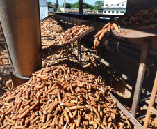 A Amidos Bankhardt, localizada em Paranavaí, existe há 15 anos e produz fécula de mandioca. São 50 funcionários e produção mensal de 1,25 toneladas, sendo que a maior parte é destinada a outras indústrias de transformação. Foto: José Fernando Ogura/AEN