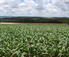 Safra de verão no Paraná deve ser recorde com 24,2 milhões de toneladas. Foto: Arquivo AEN