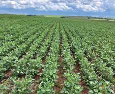 Resultados com a soja são visíveis comparando área testemunho
Foto: SANEPAR