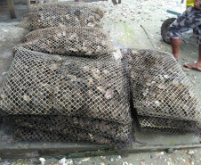 Produção de ostras em Guaratuba. Foto:IDR