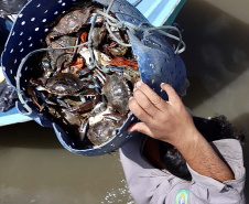A pesca artesanal, que garante renda para cerca de 6 mil famílias no litoral paranaense, é tema da nova campanha de educação ambiental da Portos do Paraná. A empresa pública promove ações de comunicação e valorização da atividade, aproveitando o aumento no número de veranistas nas praias do Estado.