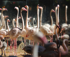 04/2019 - Foz do Iguaçu - Parque das Aves. Foto: José Fernando Ogura/AEN
