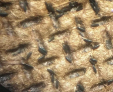 A Secretaria de Estado da Saúde divulgou nesta terça-feira (12) o primeiro boletim de 2021 com os dados do monitoramento da dengue no Estado. A Secretaria da Saúde realiza neste momento força-tarefa para atendimento a um surto no município de Sengés, na região dos Campos Gerais. As equipes detectaram e removeram de forma mecânica centenas de criadouros em recipientes usados para armazenar água como baldes, caixas d´água e tanques.  -  Foto: Divulgação SESA