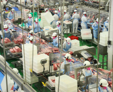 O ano de 2020 foi marcado por números positivos de produção e exportação na cadeia de carnes e proteínas animais. As projeções da Secretaria de Estado da Agricultura e do Abastecimento (Seab) e os dados já consolidados indicam que foi o melhor ano da história nas plantas fabris e que houve salto no volume de exportações, com quase 2 milhões de toneladas comercializadas com outros países.  - Foto, José Fernando Ogura/AEN