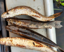 Força-Tarefa reforça combate à pesca predatória e desmatamento no Paraná. FOTO:SEDEST