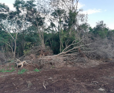 Força-Tarefa reforça combate à pesca predatória e desmatamento no Paraná. FOTO:SEDEST