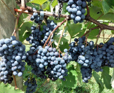 O Instituto de Desenvolvimento Rural do Paraná ? Iapar-Emater (IDR-Paraná) está lançando o livro Viticultura Tropical: o sistema de produção de uvas de mesa do Paraná. - Foto: Divulgação IDR-Paraná