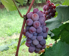 O Instituto de Desenvolvimento Rural do Paraná ? Iapar-Emater (IDR-Paraná) está lançando o livro Viticultura Tropical: o sistema de produção de uvas de mesa do Paraná.  -  Foto: Divulgação IDR-Paraná