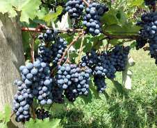 O Instituto de Desenvolvimento Rural do Paraná ? Iapar-Emater (IDR-Paraná) está lançando o livro Viticultura Tropical: o sistema de produção de uvas de mesa do Paraná.  -  Foto: Divulgação IDR-Paraná