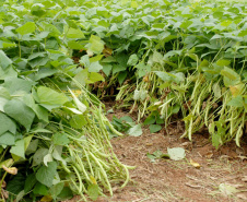 O Dia Mundial do Feijão, instituído em 2019 pela Organização das Nações Unidas para a Alimentação e Agricultura (FAO), será comemorado nesta quarta-feira, 10 de fevereiro.  - Foto: Divulgação IAPAR/SEAB/Arquivo AEN