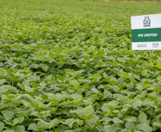 O Dia Mundial do Feijão, instituído em 2019 pela Organização das Nações Unidas para a Alimentação e Agricultura (FAO), será comemorado nesta quarta-feira, 10 de fevereiro.  - Foto: Divulgação IAPAR/SEAB/Arquivo AEN
