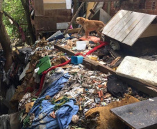 O Governo do Estado promove a segunda edição do curso a distância para preparar profissionais no atendimento de denúncias de animais vítimas de maus-tratos.  -  Foto: Divulgação Prefeitura de Curitiba