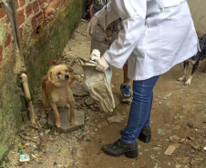 O Governo do Estado promove a segunda edição do curso a distância para preparar profissionais no atendimento de denúncias de animais vítimas de maus-tratos.  -  Foto: Divulgação Prefeitura de Curitiba