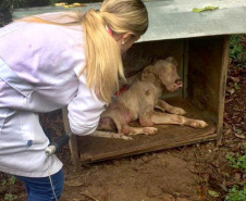 O Governo do Estado promove a segunda edição do curso a distância para preparar profissionais no atendimento de denúncias de animais vítimas de maus-tratos.  -  Foto: Divulgação Prefeitura de Curitiba