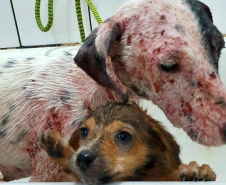 O Governo do Estado promove a segunda edição do curso a distância para preparar profissionais no atendimento de denúncias de animais vítimas de maus-tratos.  -  Foto: Divulgação ONG 4 Patas