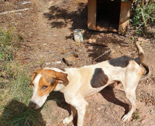 O Governo do Estado promove a segunda edição do curso a distância para preparar profissionais no atendimento de denúncias de animais vítimas de maus-tratos.  -  Foto: Divulgação ONG 4 Patas