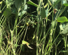 
IDR-Paraná emite nota técnica sobre abortamento de vagens em soja. Foto:IDR