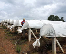 A Ceasa Paraná e o Instituto de Desenvolvimento Rural do Paraná - Iapar-Emater firmaram um termo de cooperação técnica financeira para ações integradas voltadas ao desenvolvimento rural e a inserção de agricultores familiares no processo de comercialização de hortigranjeiros.  -  Foto: Divulgação IDR/Ceasa Paraná