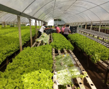 A Ceasa Paraná e o Instituto de Desenvolvimento Rural do Paraná - Iapar-Emater firmaram um termo de cooperação técnica financeira para ações integradas voltadas ao desenvolvimento rural e a inserção de agricultores familiares no processo de comercialização de hortigranjeiros.  -  Foto: Divulgação IDR/Ceasa Paraná