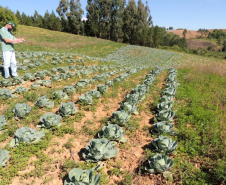 A Ceasa Paraná e o Instituto de Desenvolvimento Rural do Paraná ? Iapar-Emater firmaram um termo de cooperação técnica financeira para ações integradas voltadas ao desenvolvimento rural e a inserção de agricultores familiares no processo de comercialização de hortigranjeiros.  -  Foto: Divulgação IDR/Ceasa Paraná