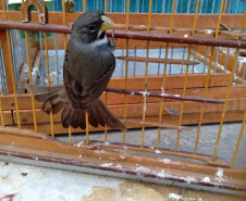 A criação amadora de aves passeriformes nativas, popularmente conhecidas como passarinhos, possui legislação própria para regulamentar todo o processo, desde a aquisição do animal até cuidados diários.  -  Foto: Fernanda Felisbino / Bióloga IAT