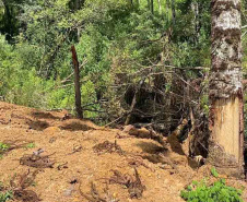 Fiscais do Escritório Regional de União da Vitória do Instituto Água e Terra (IAT) encontraram, nesta sexta-feira (19), diversas irregularidades ambientais em uma propriedade rural de General Carneiro, no extremo Sul do Paraná.  General Carneiro, 19/02/2021  -  Foto: Divulgação SEDEST/IAT