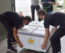 As doses chegaram no aeroporto de São José dos Pinhais na manhã desta quarta-feira e já foram encaminhadas para o Cemepar para o registro, armazenamento em câmara fria com temperatura entre 2 e 8 graus e organização para distribuição entre as Regionais de Saúde do Estado.  Foto: Antonio Americo/SESA