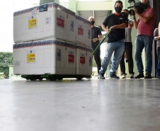 As doses chegaram no aeroporto de São José dos Pinhais na manhã desta quarta-feira e já foram encaminhadas para o Cemepar para o registro, armazenamento em câmara fria com temperatura entre 2 e 8 graus e organização para distribuição entre as Regionais de Saúde do Estado.  Foto: Antonio Americo/SESA