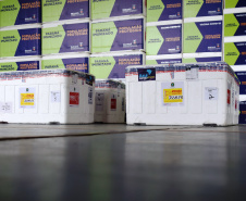 As doses chegaram no aeroporto de São José dos Pinhais na manhã desta quarta-feira e já foram encaminhadas para o Cemepar para o registro, armazenamento em câmara fria com temperatura entre 2 e 8 graus e organização para distribuição entre as Regionais de Saúde do Estado.  Foto: Antonio Americo/SESA