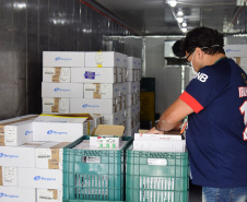 As doses chegaram no aeroporto de São José dos Pinhais na manhã desta quarta-feira e já foram encaminhadas para o Cemepar para o registro, armazenamento em câmara fria com temperatura entre 2 e 8 graus e organização para distribuição entre as Regionais de Saúde do Estado.  Foto: Antonio Americo/SESA