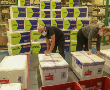 A Secretaria de Estado da Saúde recebeu na noite desta quarta-feira (24) uma remessa com 64.800 doses da vacina CoronaVac/Instituto Butantan  Foto: Valdelino Pontes