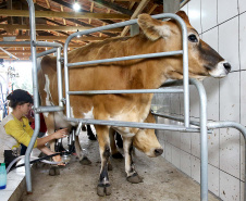 Documento preparado pelo Departamento de Economia Rural, da Secretaria da Agricultura e do Abastecimento, mostra que as chuvas mais regulares com consequente oferta de forragem aos animais possibilitaram aumento na produção de leite. A maior oferta fez com que os preços caíssem para o produtor.