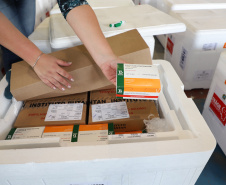 O Governo do Estado receu neste sábado (20),  mais 240.450 doses de vacinas contra o coronavírus. São 234.200 doses da Coronavac, produzida pela Sinovac e Instituto Butantan, e 6.250 do imunizante desenvolvido pela Universidade de Oxford/AstraZeneca, parte do primeiro lote fabricado pela Fundação Oswaldo Cruz (Fiocruz).  -  Curitiba, 20/03/2021  -  Foto: Ari Dias/AEN
