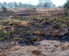 Em 2020, Polícia Ambiental atende mais de 15 mil ocorrências e faz 1,5 mil encaminhamentos no Paraná  -  Curitiba, 29/03/2021  -  Foto: Divulgação SESP-PR