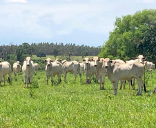 Campanha de atualização de rebanhos começa em 1º de maio  -  Curitiba, 29/04/2021  -    Fot: Adapar/SEAB