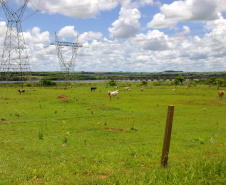Campanha de atualização de rebanhos começa em 1º de maio  -  Curitiba, 29/04/2021  -    Fot: Adapar/SEAB