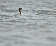 Presença do animal indica escassa ou total ausência de contaminação da água e do entorno.
Foto: Leonardo Deconto