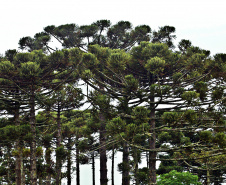 O Instituto Água e Terra (IAT), órgão vinculado à Secretaria do Desenvolvimento Sustentável e do Turismo, foi o vencedor da 27ª edição do Prêmio Expressão de Ecologia na categoria Recuperação de Áreas Degradadas.-// Na foto imagens de pinheiros no Paraná.//Foto Denis Ferreira Netto.