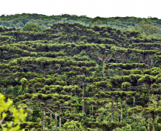 Árvore símbolo do estado do Paraná, a araucária é reconhecida pela sua beleza, função ecológica e utilidade para o homem. Apesar de todas estas qualidades, é uma espécie em extinção. Seu porte é bastante grande, chegando aos 50 metros de altura. Diferencia-se de outros pinheiros pela sua estrutura em candelabro e pelos seus saborosos pinhões.// Na foto imagens de pinheiros no Paraná.//Foto Denis Ferreira Netto.