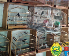 Policiais militares da 5ª Companhia do Batalhão de Polícia Ambiental Força Verde (BPAmb-Fv) resgataram 116 pássaros silvestres, de diversas raças, visto que seu proprietário não possuía documentação legal para criá-los. A ação foi conduzida no município de Pato Branco, no Sudoeste do Paraná, nesta terça-feira (04/05).  -  Foto: SESP/PR
